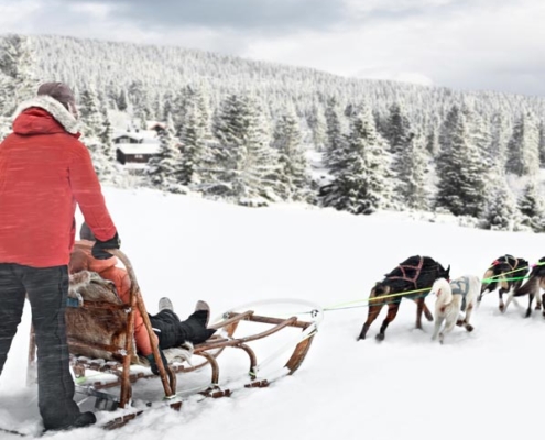 Breckenridge dog sledding